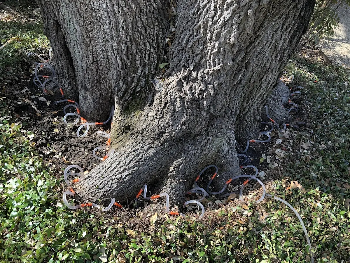 Detailed Shrub and Hedge Trimming job site in Plaza