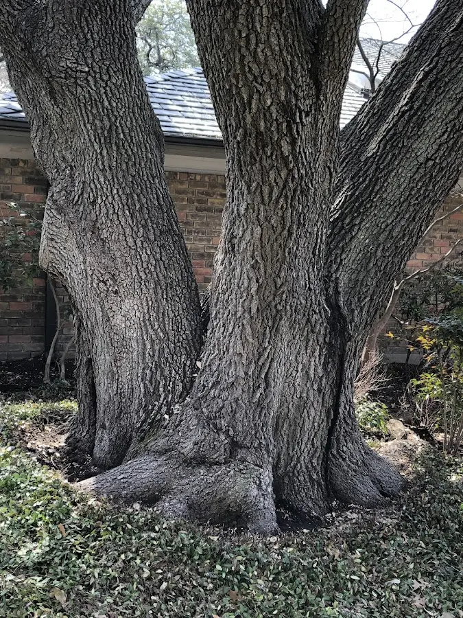 Mature heritage tree close to a Plaza property cared for by certified arborists